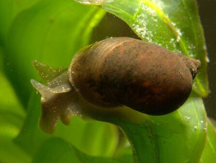 What's living in your pond? | Berks Bucks and Oxon Wildlife Trust