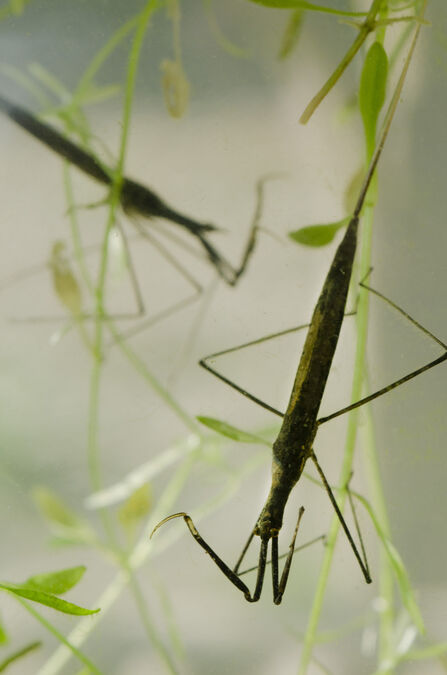What's living in your pond? | Berks Bucks and Oxon Wildlife Trust