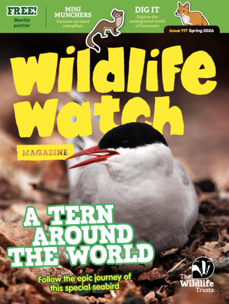 Cover of the spring Wildlife Watch magazine