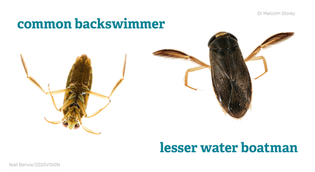 a common backswimmer viewed upside down, and a water boatman from behind, both isolated on white.