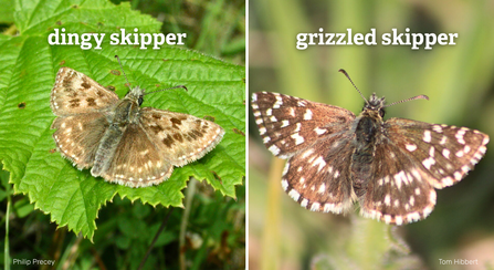Two images of skipper butterflies. On the left is a dungy skipper with mottles brown wings, on the right is the grizzled skipper with dark brown and white chequerboard wings.