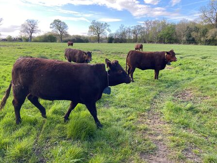 Herd of Sussex cattle in a field of grass