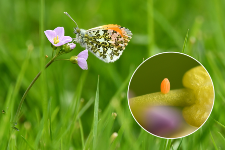 An orange-tip butterfly prched on a delcate pink cuckooflower. In the corner is a close up image of its oval orange egg embedded in the stem.
