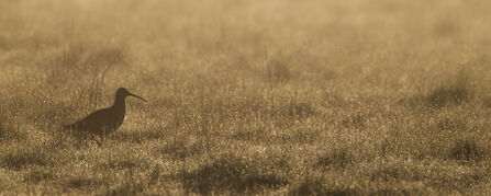 Curlew walking across a meadow in early morning light