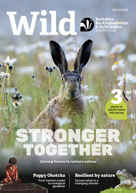 Wild magazine cover spring 2026 showing a hare in a wildflower meadow