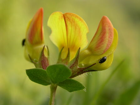 The vibrant yellow petals and reddish buds of the bird's-foot-trefoil