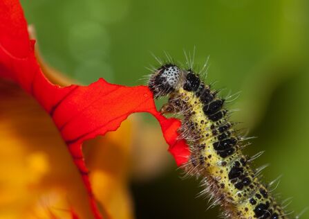 The caterpillar of a large white butterfly feeding on a flower. It is a green and black, speckled caterpillar with lots of short, bristly hairs