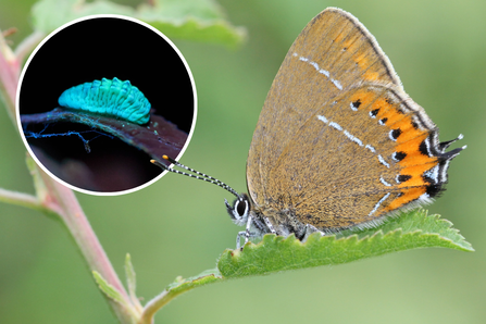 A black hairstreak butterfly, with brown wings, fringed with orange and black, perched on a leaf, with a separate image of a caterpillar glowing a luminous green under UV light.
