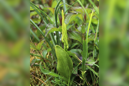 An adder's-tongue fern with three snaking fronds