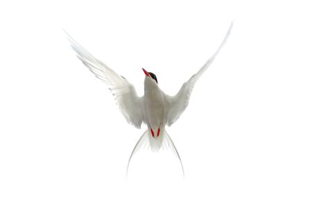 Arctic tern in flight, wings spread against white background