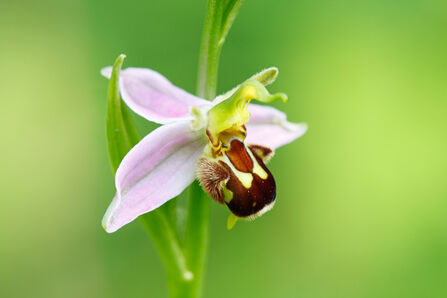 Close-up of a bee orchid in flower against a bright green background