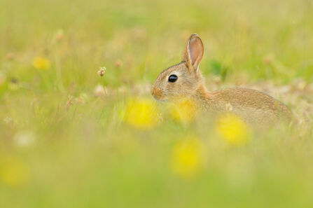 Rabbit in spring meadow