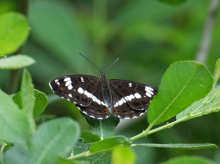 A white admiral perched on a flower. It has black wings with a distinctive white stripe of each.