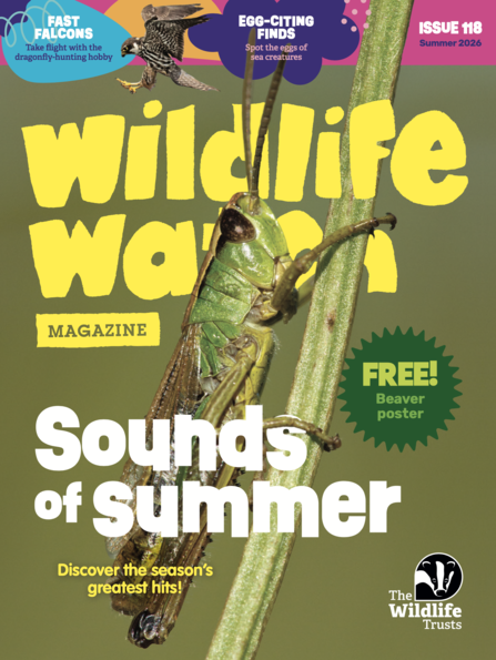Cover of The Wildlife Trusts' Wildlife Watch magazine showing a meadow grasshopper on a plant stem
