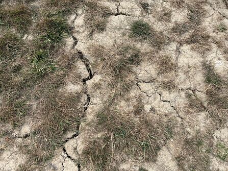 Large cracks are visible in very dry mud following a heatwave, with patchy brown grass