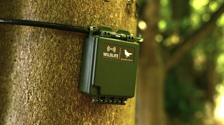 A passive acoustic wildlife monitor attached to the trunk of a tree