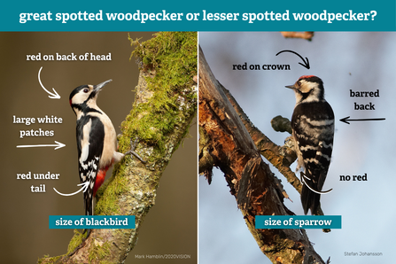 An image of a great spotted woodpecker next to a lesser spotter woodpecker, with text comparing their appearance. This includes the great spotted woodpecker's red on back on head, large white shoulder patches and red under tail. The lesser spotted woodpecker has red on its crown, a barred back, and no red under the tail.