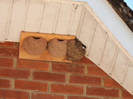 Artificial nest cups for house martins