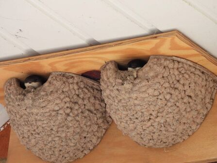 Artificial nest cups for house martins