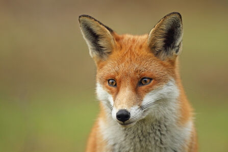 Portrait of a red fox