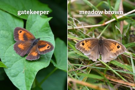 Images of a gatekeeper and meadow brown butterfly side by side. The gatekeeper has more vibrant and widespread patches of orange on its wings, with two white 'pupils' on the eye spot.
