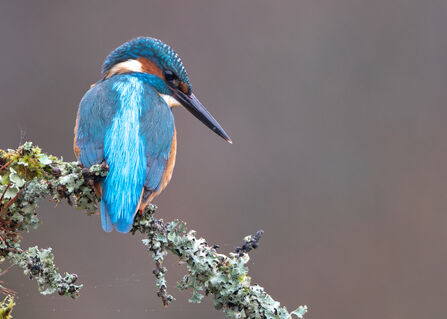 Kingfisher perched on a branch