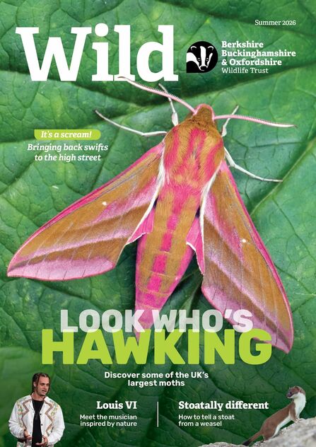 Cover of Wild magazine (Summer 2026) featuring a brightly coloured elephant hawk-moth on a green leaf