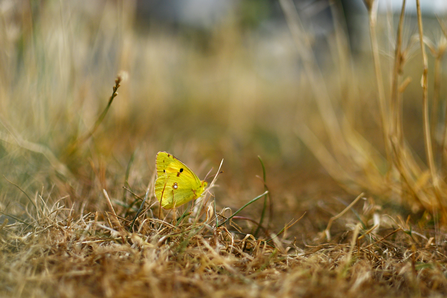 A clouded yellow butterfly perched on dry grass