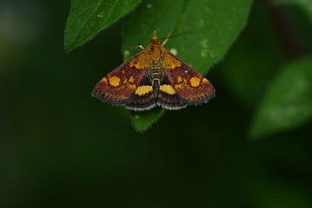A mint moth, with colourful purple and gold leaves