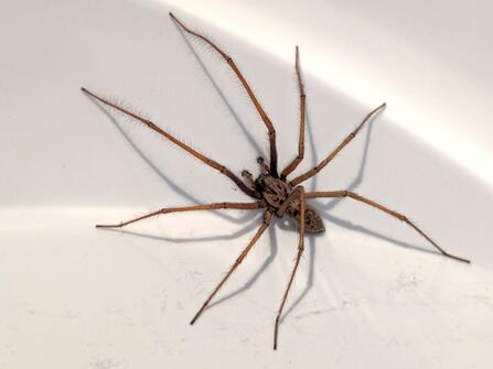 A large brown spider with long legs in a white bath