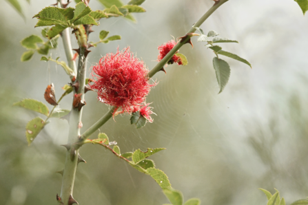 The spiky red robin's pincushion emerging from a rose stem