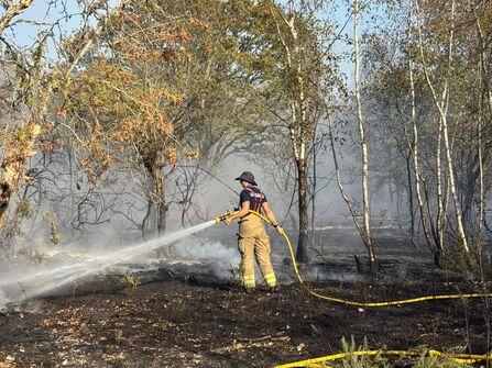 A firefighter spraying a hose of water at the ground near to burned trees
