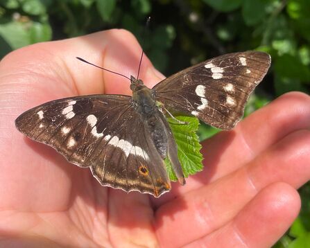 A purple emperor butterfly perched on a person's hand. A large section of its wing is missing.