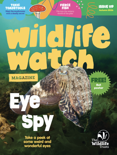A cuttlefish on the cover of Wildlife Watch magazine