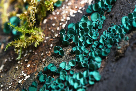 Numerous turquoise fungus discs growing on a tree stump