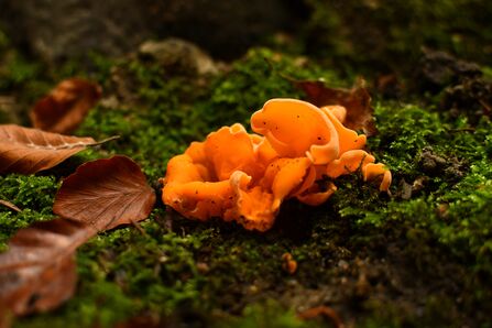 Vibrant orange peel fungus on mossy ground