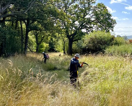 Three people holding scythes, stood among the long grass underneath a woodland on a sunny day.