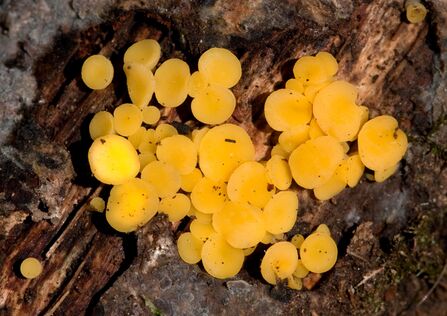A cluster of bright yellow fungus discs on wood