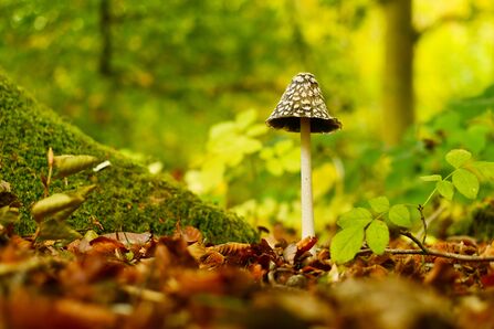 The black-and-white inkcap on a tall white stem, growing out of a bed of fallen leaves