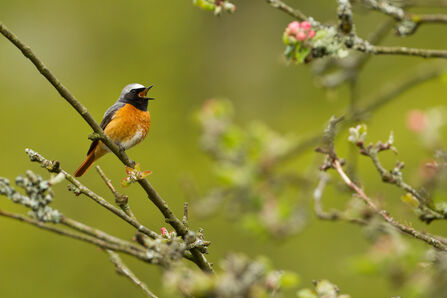 A male redstart perched on a lichen-covered branch, singing with its beak open. The bird has a bright orange-red breast and belly, a slate-gray head with a white forehead, and a black face. 
