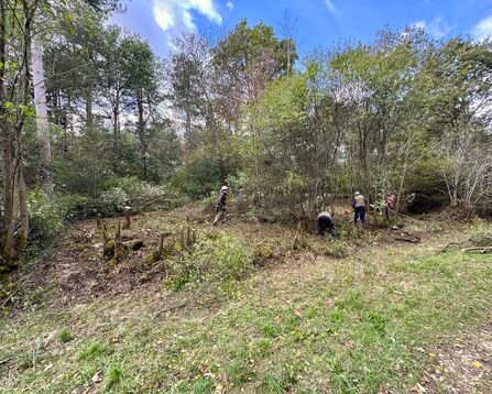 A group of volunteers cutting away at a group of trees