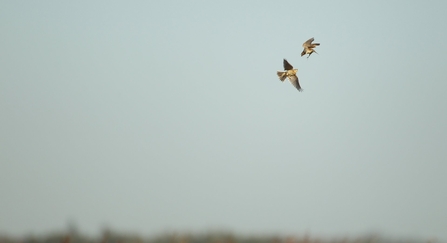 Skylarks