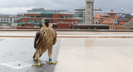 Peregrine falcon