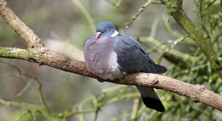 Wood pigeon