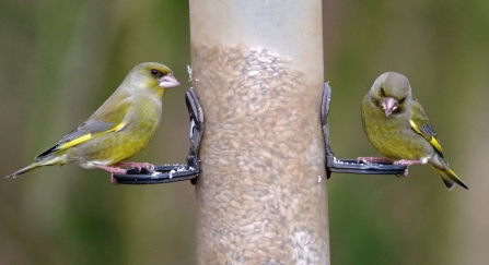 Greenfinches on bird feeder