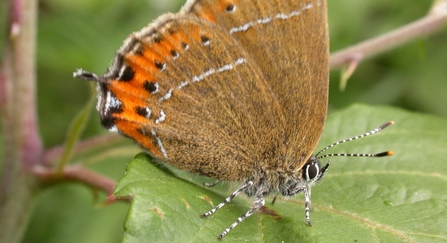 Black hairstreak