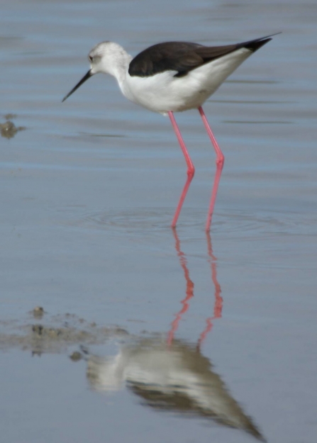 Black-winged stilt