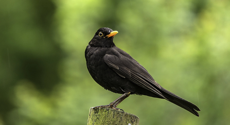 Blackbird perched on a post by Bob Coyle