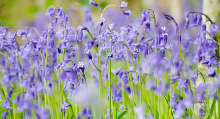 Bluebells by Josh Raper