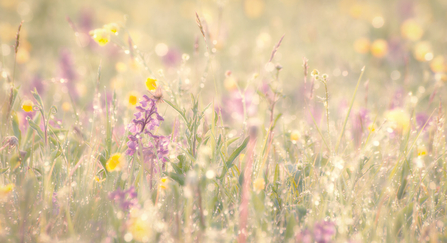 Meadow in bloom 